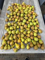 Biologische Conference-peren uit eigen tuin, Ophalen