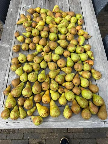 Biologische Conference-peren uit eigen tuin beschikbaar voor biedingen