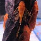 Ancistrus Red Longfin, Dieren en Toebehoren, Vis, Zoetwatervis, Schoolvis