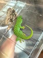 phelsuma grandis high red, Dieren en Toebehoren, Hagedis, 0 tot 2 jaar