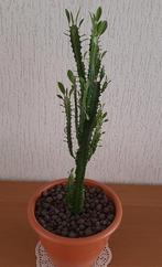 Kamerplant CACTUS in pot, hoogte 58 cm., Huis en Inrichting, Kamerplanten, Cactus, Minder dan 100 cm, Halfschaduw, In pot
