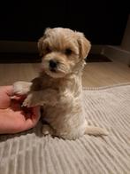 Prachtige beige Maltipoo pups., Dieren en Toebehoren, Particulier, Rabiës (hondsdolheid), Meerdere, 8 tot 15 weken