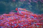 Notropis Chrosomus - Regenboog elrits - Koidream Valburg