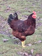 Red island haan, haantje, Dieren en Toebehoren, Pluimvee, Mannelijk, Kip
