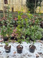 Camelia in soorten, Ophalen, Overige soorten, Struik, Minder dan 100 cm