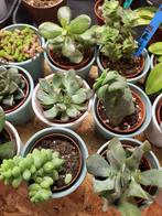 diverse vet, succulenten inclusief potje, Huis en Inrichting, Kamerplanten, Overige soorten, Minder dan 100 cm, Ophalen of Verzenden