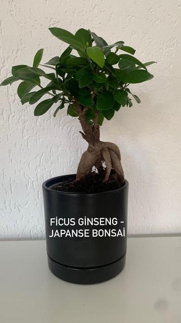 Bonsai ficus potje14x14 cm met plant 35 cm beschikbaar voor biedingen