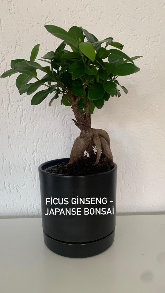Bonsai ficus potje14x14 cm met plant 35 cm, Huis en Inrichting, Kamerplanten, Bonsai, Minder dan 100 cm, Groene kamerplant, Volledige schaduw