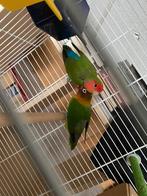 Agapornissen, Dieren en Toebehoren, Meerdere dieren, Dwergpapegaai of Agapornis