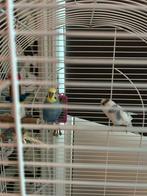 Parkieten 2, Dieren en Toebehoren, Vogels | Kanaries, Mannelijk, Zangkanarie