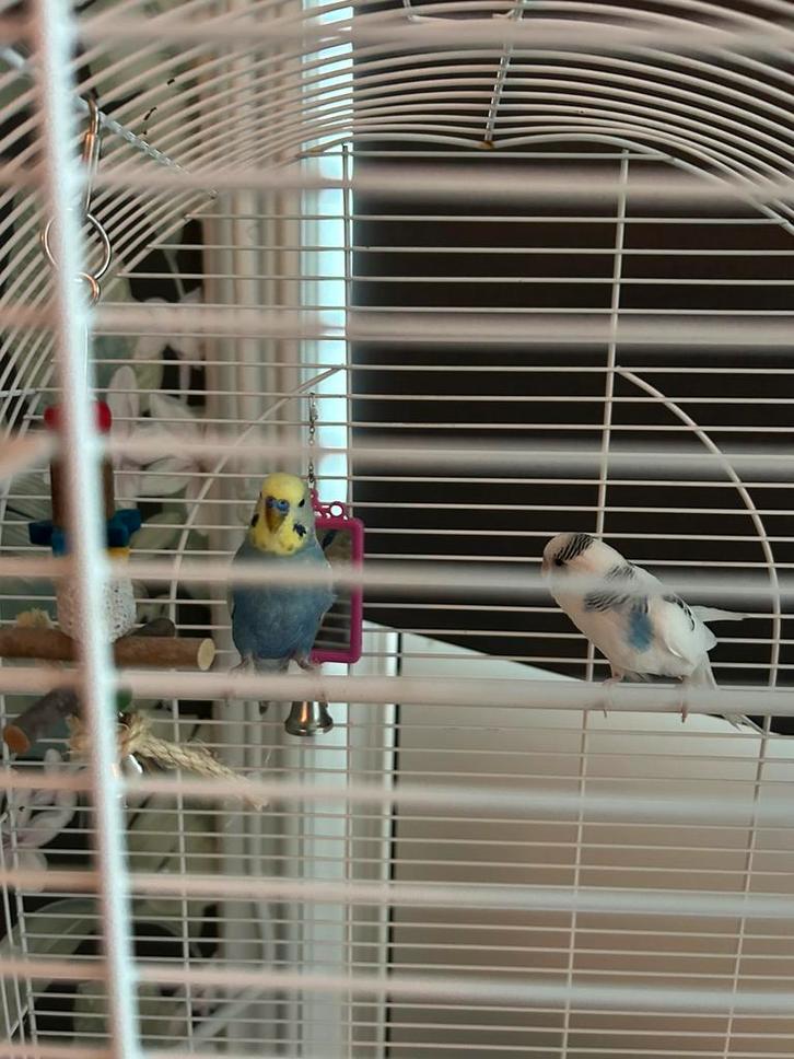 Parkieten 2, Dieren en Toebehoren, Vogels | Kanaries, Zangkanarie, Mannelijk