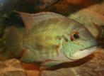 Zuid Amerikaanse Cichliden: Hoplarchus psittacus, Vis, Zoetwatervis