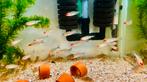 Roodkopzalm., Dieren en Toebehoren, Vissen | Aquariumvissen