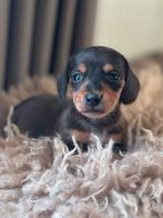 Kortharige dwerg teckels, Dieren en Toebehoren, Honden | Teckels en Dashonden, België, Particulier, HCC (leverziekte), Reu