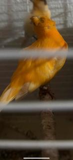 Kanarie man, Mannelijk, Kleurkanarie