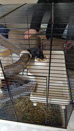 Goudhamster, Dieren en Toebehoren, Knaagdieren, Januari, Vrouwelijk, Hamster