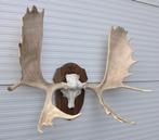 Groot ALASKA ELAND GEWEI op houten schild ("MOOSE"), Ophalen, Gebruikt, Hert, Gewei of Kop