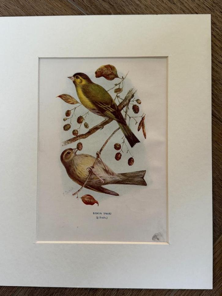 1901 - litho - sijzen/sijs / Siskin(s), Antiek en Kunst, Kunst | Etsen en Gravures, Ophalen of Verzenden