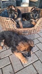 Duitse Herders pups, Dieren en Toebehoren, Honden | Herdershonden en Veedrijvers, HCC (leverziekte), Reu, 8 tot 15 weken, Meerdere