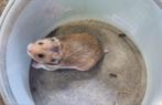 Syrische hamsters jong, Dieren en Toebehoren, Mannelijk, Hamster, Tam