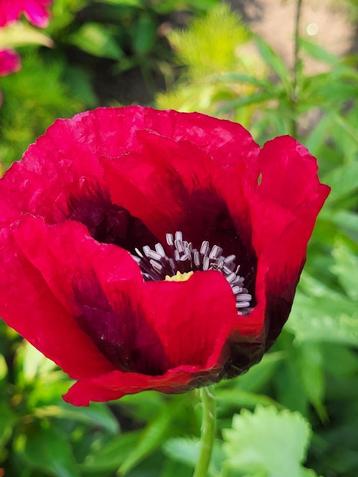 Zaden Papaver enkele bloem dieprood beschikbaar voor biedingen