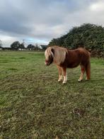 Super brave shetlander jaarling, Merrie, Niet van toepassing, A pony (tot 1.17m), 0 tot 2 jaar
