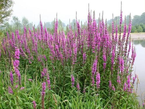 Vijverplanten, zuurstofplanten, vijveraarde, vijversubstraat, Tuin en Terras, Planten | Tuinplanten, Vijverplanten, Volle zon