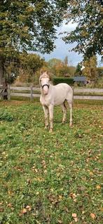 Lieve cremello E pony merrie, Dieren en Toebehoren, Pony's, Gechipt, 11 jaar of ouder, Recreatiepony, Merrie