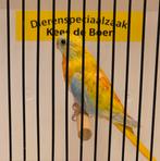 Turquoisine parkiet pop geel opaline