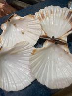 Coquille schelpen, Ophalen of Verzenden, Zo goed als nieuw, Materiaal