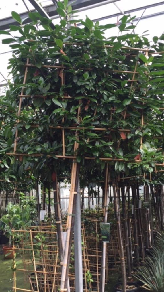 lei prunus novita caucasica 340cm hoog 10-12 cm dik, Tuin en Terras, Planten | Bomen, Halfschaduw, Ophalen