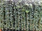 **ACTIE** Klimop, Hedera hibernica snel groeiende klimplant, Vaste plant, Ophalen of Verzenden, Bloeit niet, Halfschaduw