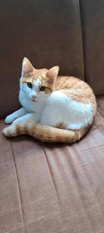 Mooie kater, Kater, Kortharig, 0 tot 2 jaar