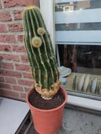 Cactus Gratis, Ophalen, Cactus, Volle zon, Minder dan 100 cm
