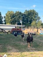 4 Geiten (opnieuw beschikbaar), Dieren en Toebehoren, Schapen, Geiten en Varkens, Vrouwelijk, Geit