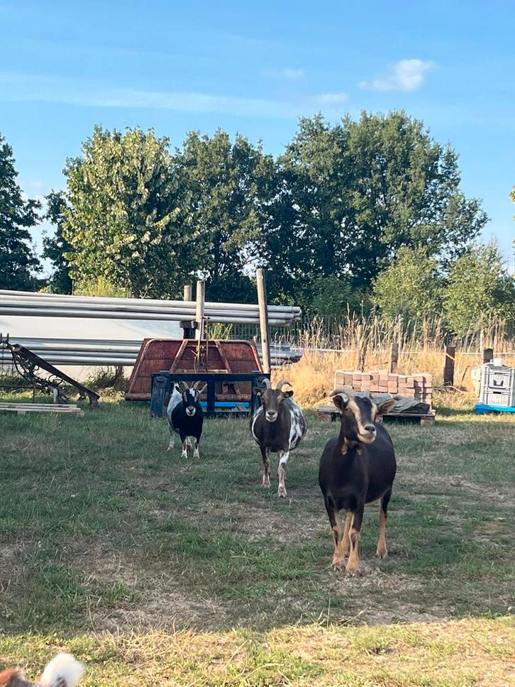 4 Geiten (opnieuw beschikbaar), Dieren en Toebehoren, Schapen, Geiten en Varkens, Geit, Vrouwelijk