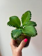 Prachtige Mother of thousands plant, Ophalen, Overige soorten, Minder dan 100 cm