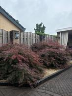 Japanse esdoorn struiken, Ophalen, Esdoorn, Struik, 100 tot 250 cm