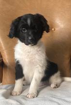 Hele mooie BORDER COLLIE x FRIESE STABIJ pup - reutje, Parvo, Nederland, Reu, 8 tot 15 weken