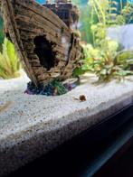 Jonge guppy's, Dieren en Toebehoren, Vissen | Aquariumvissen, Vis