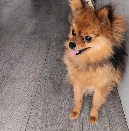 Dwerkees, Dieren en Toebehoren, Honden | Chihuahua's en Gezelschapshonden, Reu, Overige rassen, Particulier, Eén hond, België