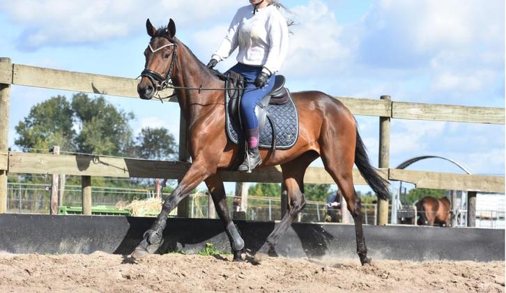 Braaf aangereden, goed bewegende, grote E merrie, Dieren en Toebehoren, Paarden, Merrie, Niet van toepassing, Minder dan 160 cm