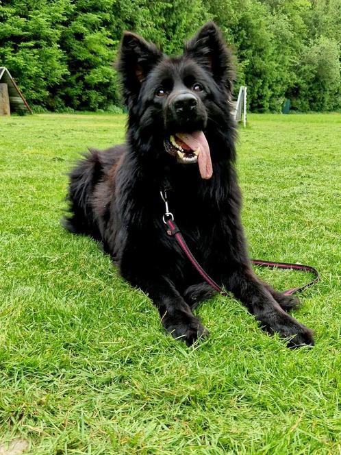 Dekreu met stamboom oud duitseherder, Dieren en Toebehoren, Honden | Herdershonden en Veedrijvers, Reu, Herder, Particulier, Eén hond