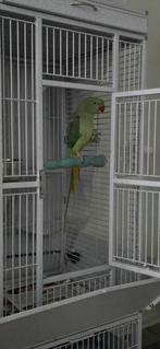 Te koop: Alexander parkiet man – 1,5 jaar zonder kooi., Dieren en Toebehoren, Mannelijk, Parkiet, Geringd