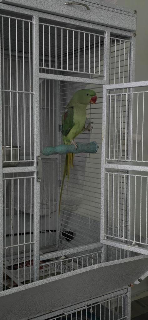 Te koop: Alexander parkiet man – 1,5 jaar zonder kooi., Dieren en Toebehoren, Vogels | Parkieten en Papegaaien, Parkiet, Mannelijk