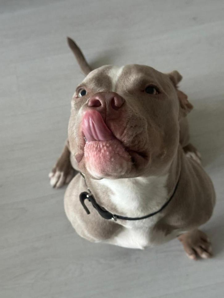 American bully, Marley, Dieren en Toebehoren, Honden | Bulldogs, Pinschers en Molossers, Reu, Overige rassen, Particulier, Eén hond