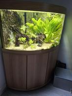 Aquarium Juwel Trigon 190 LED – Licht hout (incl. onderkast), Dieren en Toebehoren, Ophalen, Gebruikt, Leeg aquarium