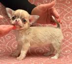 Prachtige korthaar chihuahua pups met fci stamboom., 8 tot 15 weken, CDV (hondenziekte), Meerdere, Meerdere dieren