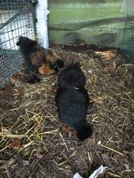 Mooie tamme zijdehoen kriel koppel - hen en haan, Meerdere dieren, Kip