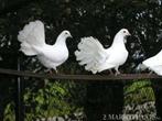 Witte pauwstaartduivenpaartjes bruidsduiven, Dieren en Toebehoren, Meerdere dieren, Overige soorten